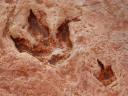 Dino tracks - Dinosaurierspuren im Sandstein