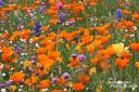 Traumhafte Blumenwiesen überziehen die Hügel östlich von Arvin