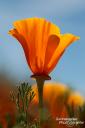 Ebenso der Kalifornischen Staatsblume in der Antelope Valley California Poppy Reserve