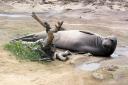 Selbst den Seelefanten im Ano Nuevo State Park sollte es an den Kragen gehen.