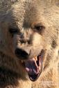 Grizzlybär im Yellowstone Bear World