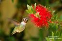 Annas hummingbird im Monarch Grove Sanctuary