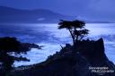 Die Lone Cypress, das Wahrzeichen des 17 Mile Drive bei Monterey