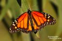 Monarchfalter wärmt sich auf einem Eukalyptusblatt im Monarch Butterfly Grove Sanctuary