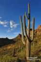 Saguaro, eines der Wahrzeichen des US-Bundesstaats Arizona und in vielen State Parks zu finden