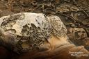 Tafoni-Gestein im Salt Point State Park - Isa hat auch hier schon wieder schlafende Bienen entdeckt... ;-)