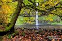 Im Silver Falls S.P. leuchtete das Herbstlaub leider nicht überall so schön wie in der Columbia River Gorge. Angeblich hatten Trockenheit, Regen und starke Sonneneinstrahlung dieses Jahr viele Blätter verbrannt.