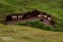 Manchmal schüttete es in Island aber soviel, dass es sogar den Schafen reichte. Dann sah man sie nicht auf den Weiden oder auf der Straße herumwetzen, sondern versteckt unter kleinen Grasüberhängen.
