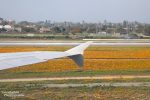 California Poppies - so schön und dicht wie auf dem Flughafen in Los Angeles waren die Felder diesen Frühling wahrschenlich nirgends...