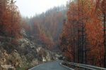 In den Wäldern westlich von Artenara sind die Spuren des verheerenden Waldbrands auch deutlich sichtbar.