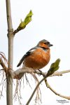 Eine der wenigen Vogelarten, die selbst wir nach kurzer Zeit am Gesang erkannt haben: Der Buchfink hat zum Glück nur eine recht kurze Melodie und die jodelt er immer auf und ab.