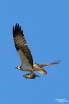 Der Fischadler ist einer der größten Greifvögel in Sachsen, er ist meist von Mitte März bis Anfang Oktober hier und verbringt den Winter in Afrika. Hier hält er seine Lieblingsspeise in seinen Fängen. Nomen est omen! ;-)