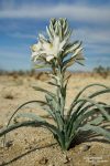Bis zu 1,5 m hoch kann eine Desert Lily angeblich werden. Im Anza-Borrego Desert State Park waren die meisten, die wir Ende Februar 2016 gesehen haben, aber eher nur 40-50 cm hoch.