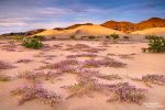 Blühende Wildblumen im Death Valley - herrlich duftende Sandverbenen Anfang März 2016