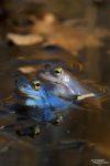 Die Moorfrösche sehen schon herrlich aus mit ihren großen Augen und bunten Farben.