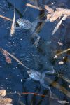 Stellenweise bedeckt der Frosch-Laich die ganze Wasseroberfläche.