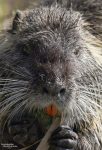 Auch wenn sie sich von vorne sehr ähnlich sehen, das hier ist eine Nutria. Anders als der Biber hat sie hinten aber keinen breiten, sondern einen rattenähnlichen Schwanz.